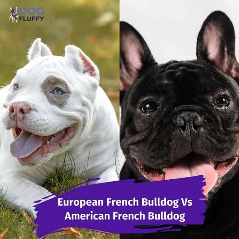 Best French Bulldog Vs American Bulldog in the year 2023 Learn more here 