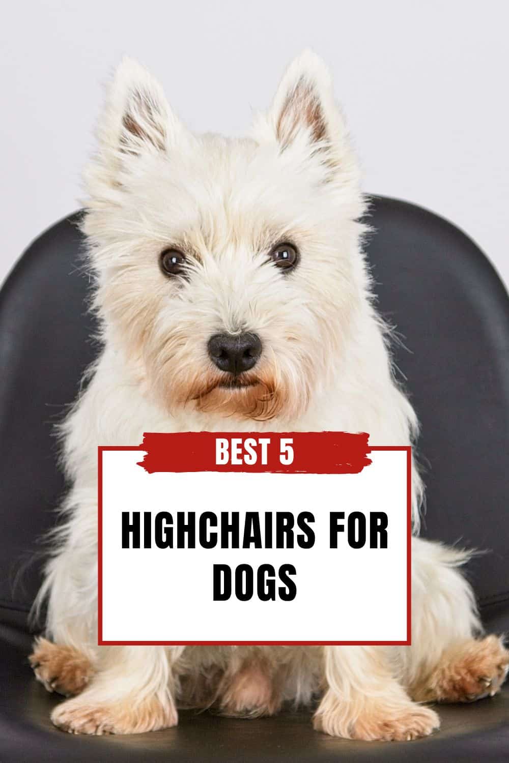 The Best 5 Highchairs For Dogs PIN 