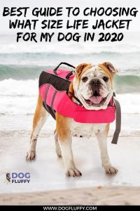 What Size Life Jacket for My Dog in 2020