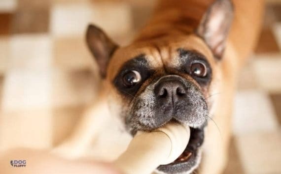 Top French Bulldog Behavior Problems of all time Check it out now 