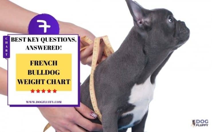 french-bulldog-weight-chart-dog-fluffy