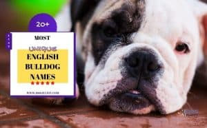 Best 20+ Most Unique English Bulldog Names