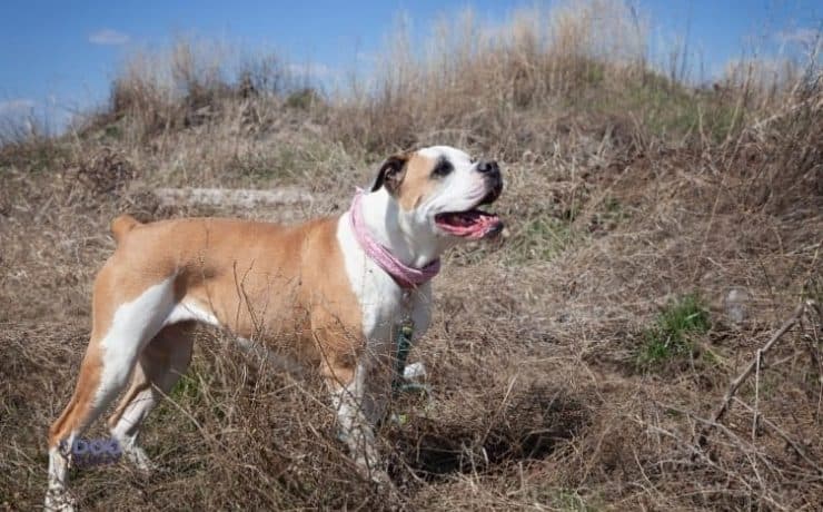 female-american-bulldog-names