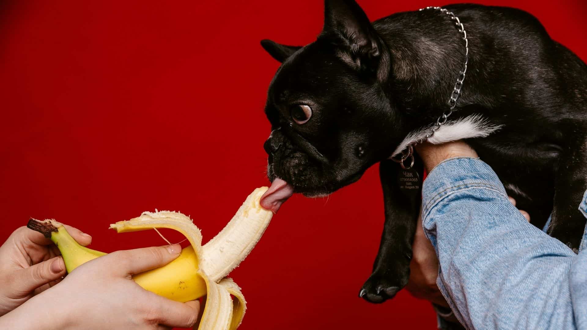 What Human Food Can French Bulldogs Eat (10+ Safe Options) - Dog Fluffy