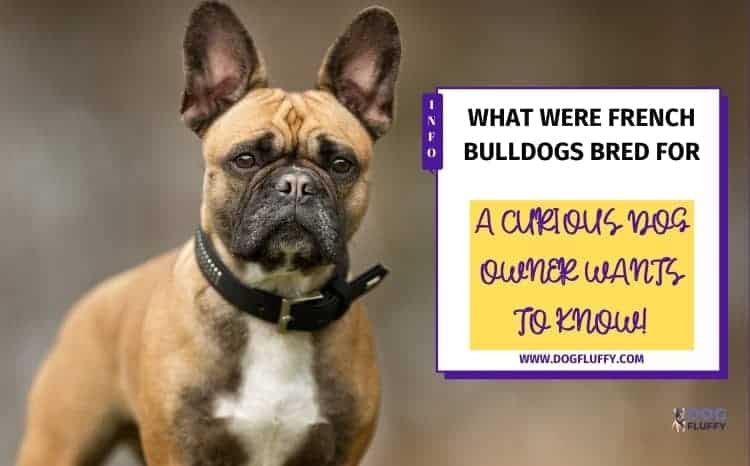 What Were French Bulldogs Bred For? Best Guide 2020 | Dog Fluffy