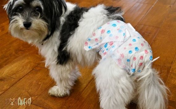 Diapers For Dogs In Heat: 6 Best Diapers For Your Bulldog - Dog Fluffy