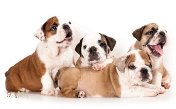 How Many Puppies Do English Bulldogs Have? Best Guide 2020 | Dog Fluffy