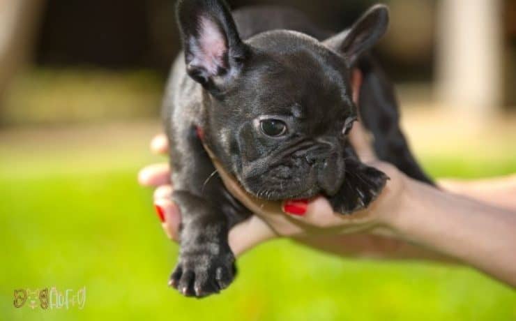 Best How Much To Feed French Bulldog Puppy in 2023 Don t miss out 