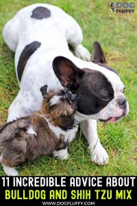 11 Incredible Advice About Bulldog and Shih Tzu Mix PIn