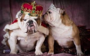 7 Amazing Royal English Bulldog Names