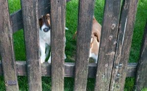 Best Dog Window Guards For Your Bulldog The Reason I Choose These 7