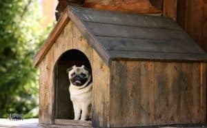 Bulldog House Plans – 7 Most Important Considerations