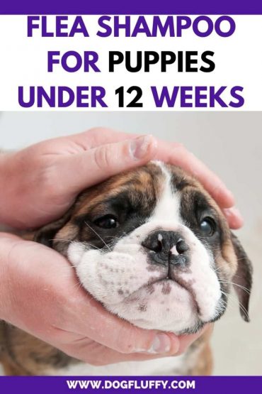 Best Flea Shampoo For Puppies Under 12 Weeks 2024 - Dog Fluffy