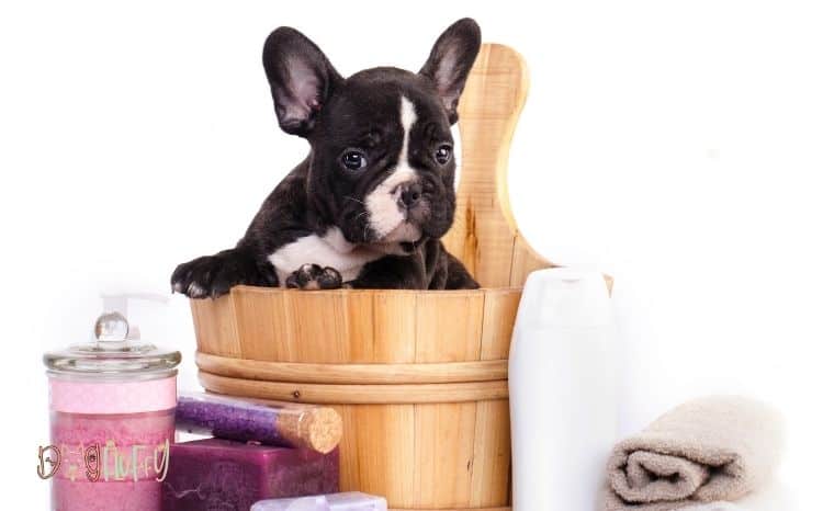 6 Best Flea Shampoo For Bulldogs - Buyers Guide 2023 - Dog Fluffy