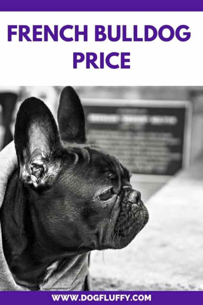 French Bulldog Price – Actual Expenses Of Owning A Frenchie Best Guide ...