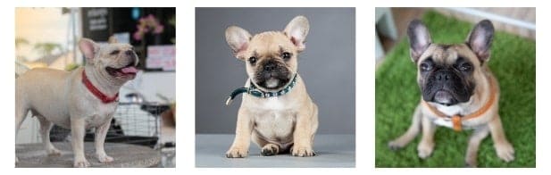 Frenchie doesn’t need multiple varieties of collars and leashes
