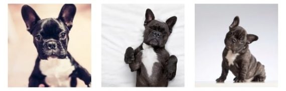 Top 3 Best French Bulldog Pet Insurance: A Quick Guide 2024 - Dog Fluffy