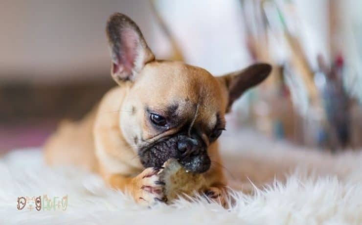 5-best-food-for-french-bulldog-with-skin-allergies-dog-fluffy