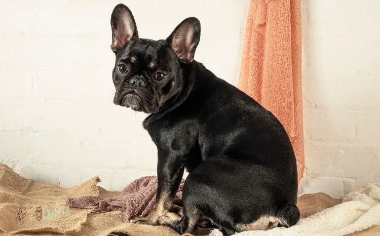 Black French Bulldog – Myth or Real!: 3 Important Revelations