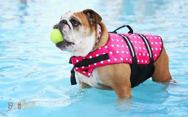 can-english-bulldogs-swim-5-best-vital-considerations-dog-fluffy