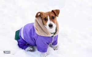 Waterproof Dog Coat with Underbelly Featured image