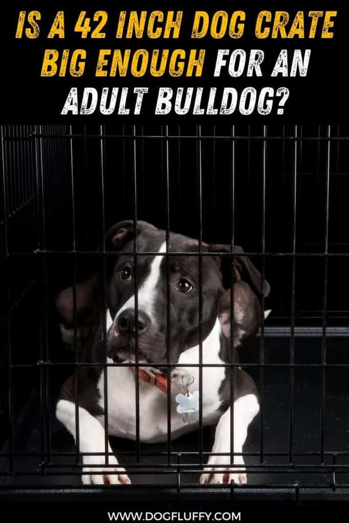 Is A 42 Inch Dog Crate Big Enough For An Adult Bulldog? 2024 - Dog Fluffy