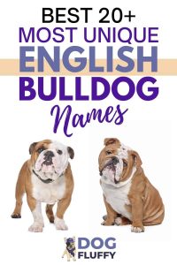 Best 20 Most Unique English Bulldog Names PIN