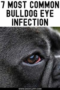 Bulldog Eye Infection Pin Image