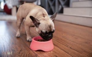 Dog Nutrition