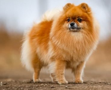 Breeds | Dog Fluffy