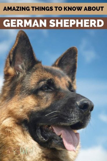 Amazing Things To Know About A German Shepherd Dog & 10 Facts 2024 ...