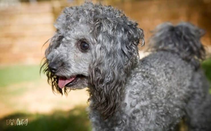 toy poodle fluffy