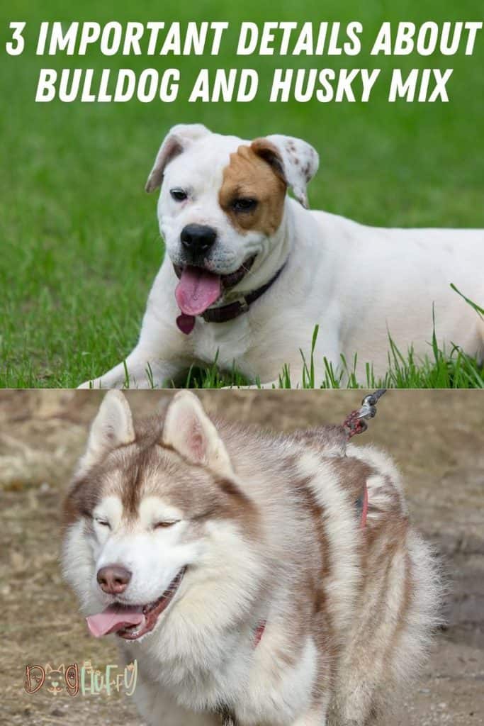 3 Important Details About Bulldog And Husky Mix | Dog Fluffy