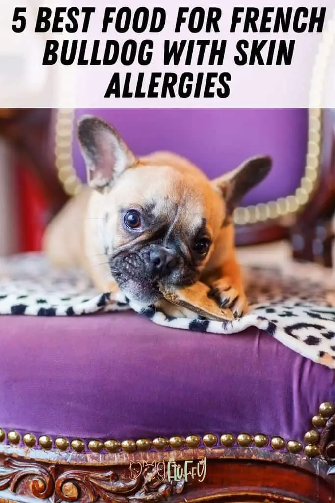 Amazing Best Dog Food For French Bulldog With Skin Allergies  Learn more here 