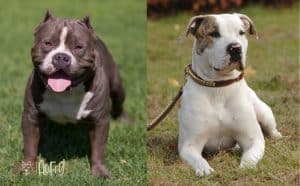 American Bulldog Vs Pitbull 7 Clear Differences Dog Fluffy   American Bulldog Vs Pitbull Featured Image 300x186 