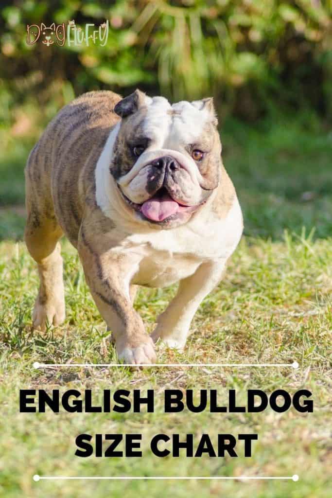 English Bulldog Size Chart = 5+ Important Considerations Dog Fluffy