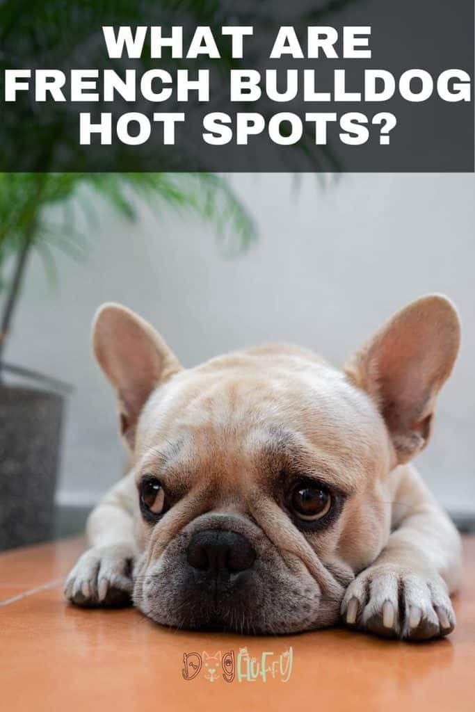 Great Bulldog Hot Spots in 2023 Check it out now 