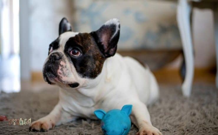 good toys for french bulldogs