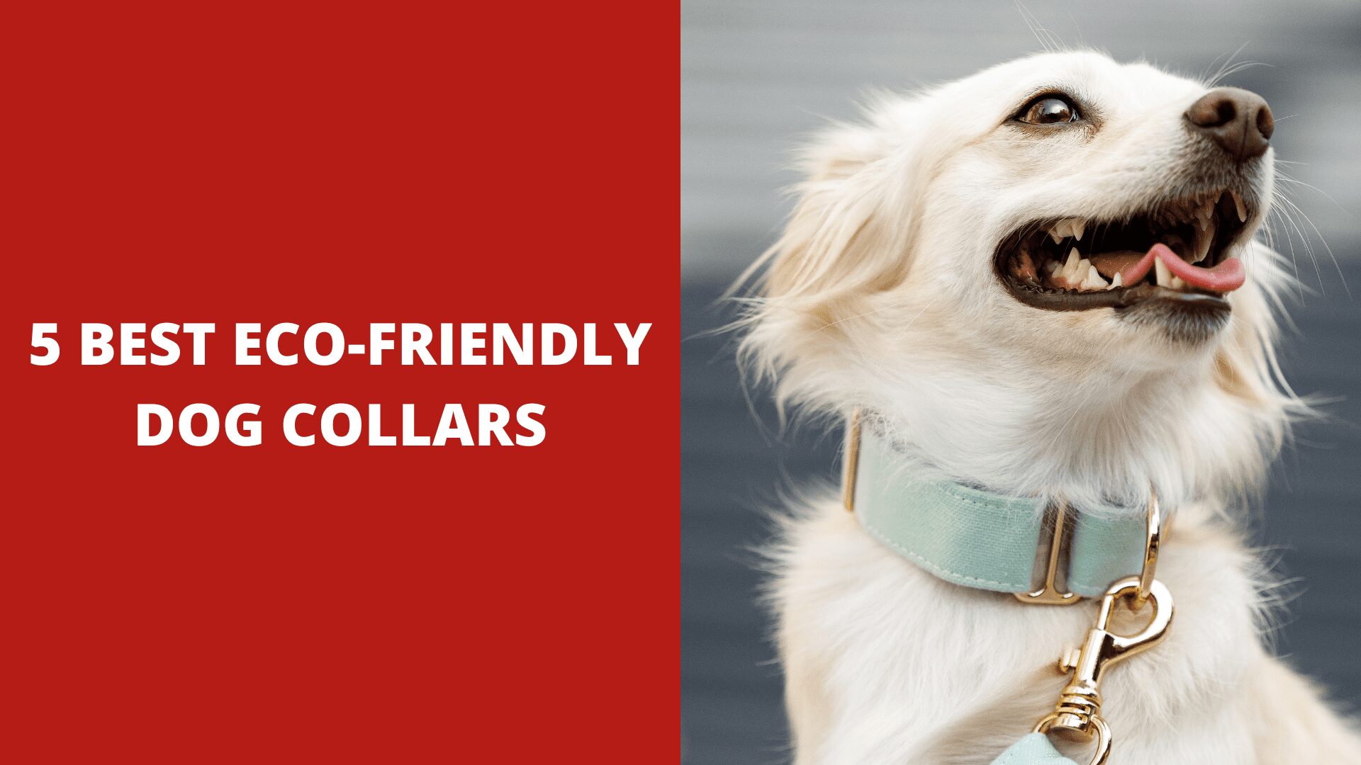 5 Best Eco-Friendly Dog Collars