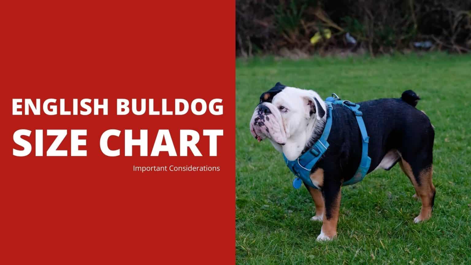 English Bulldog Size Chart 5+ Important Considerations Dog Fluffy