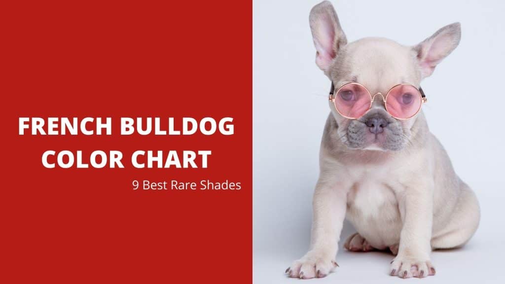 French Bulldog Color Chart - 9 Best Rare Shades - Dog Fluffy