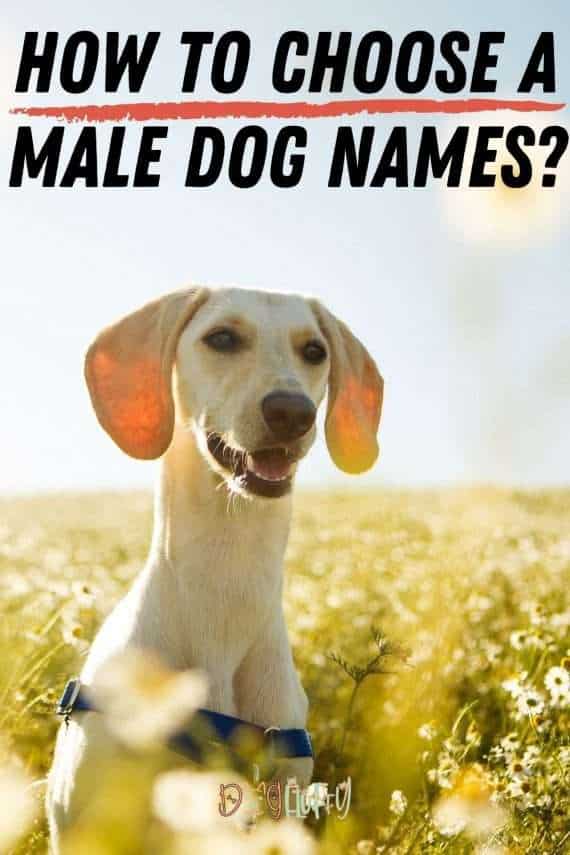 Male Dog Names - 20 Most Popular | Dog Fluffy