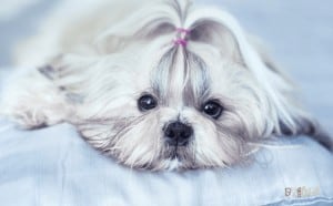 Shih Tzu 300x186 1