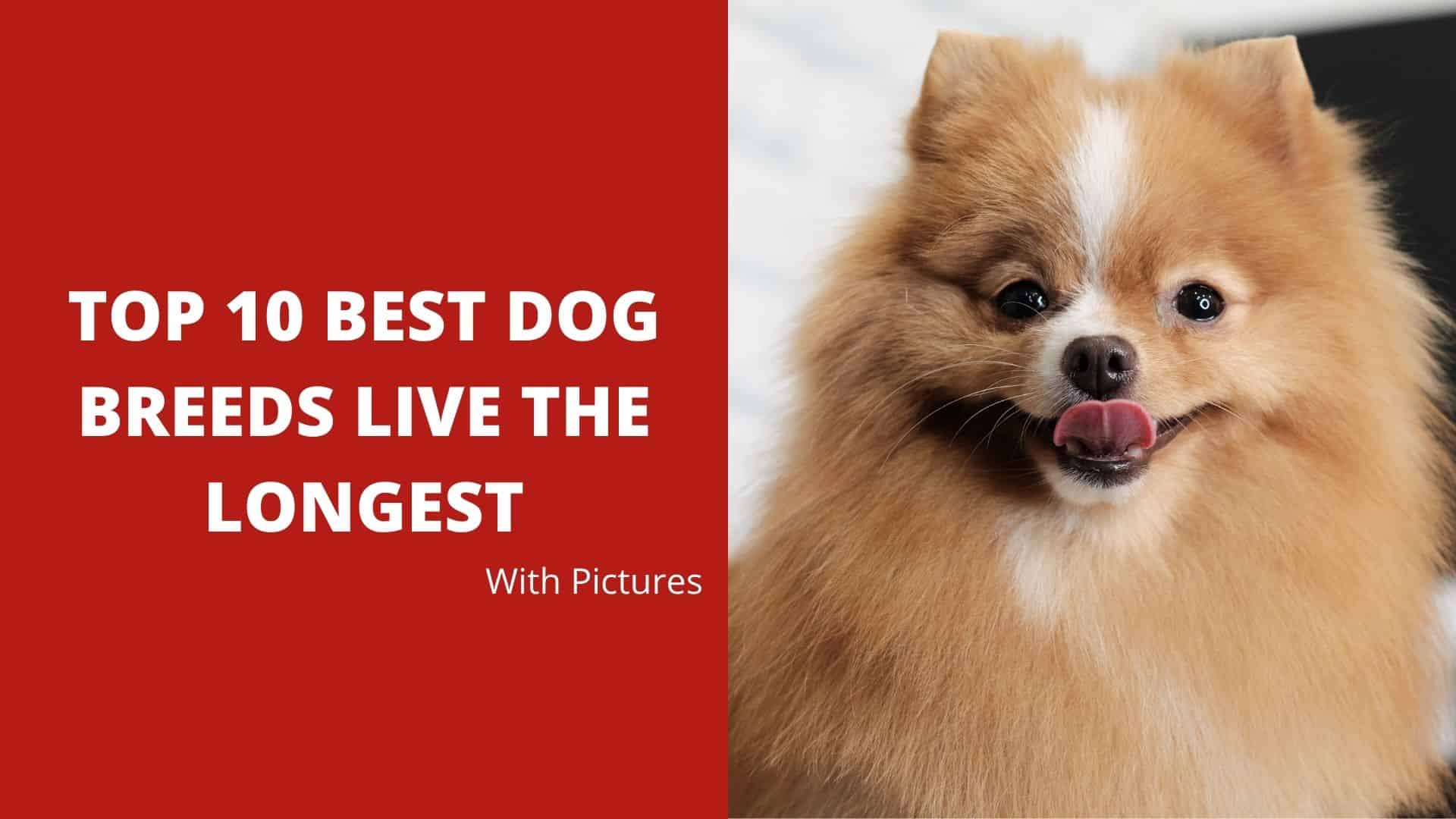 Top 10 Best Dog Breeds Live The Longest (With Pictures)