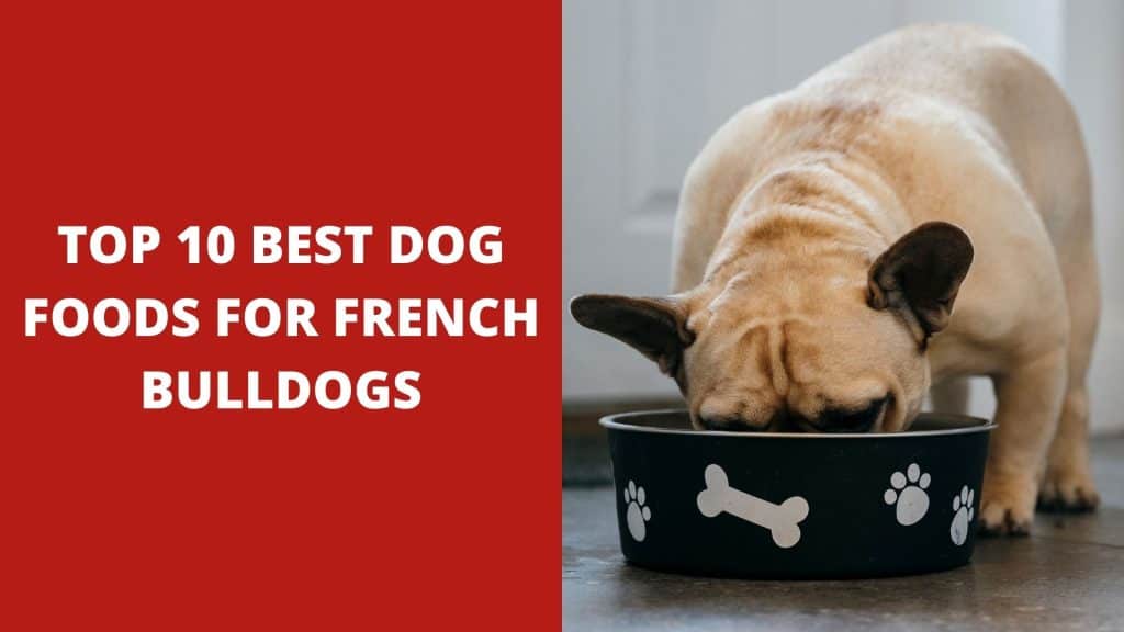 Top 10 Best Dog Foods For French Bulldogs Reviews 2023 Dog Fluffy