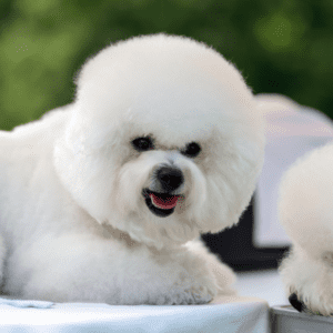 Bichon Frise