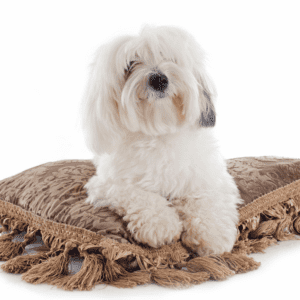 Coton De Tulear