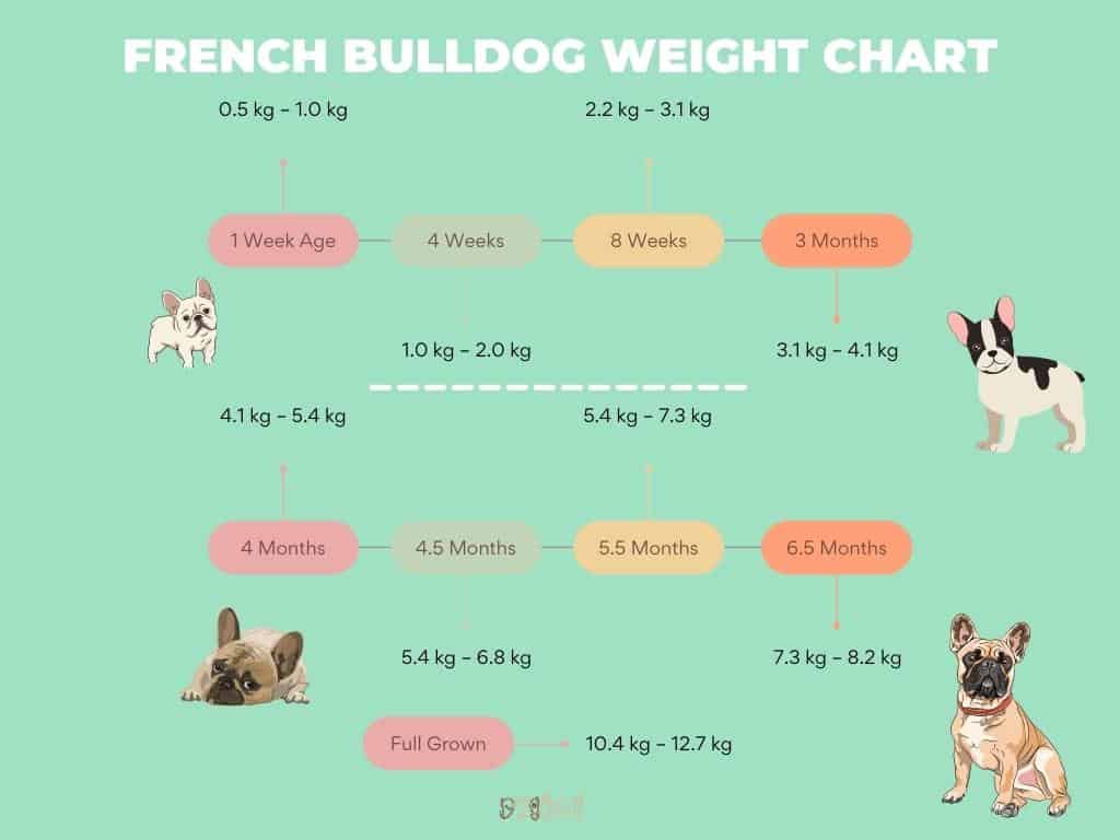 French Bulldog Weight Chart – 7 Best Key Questions, Answered! - Dog Fluffy