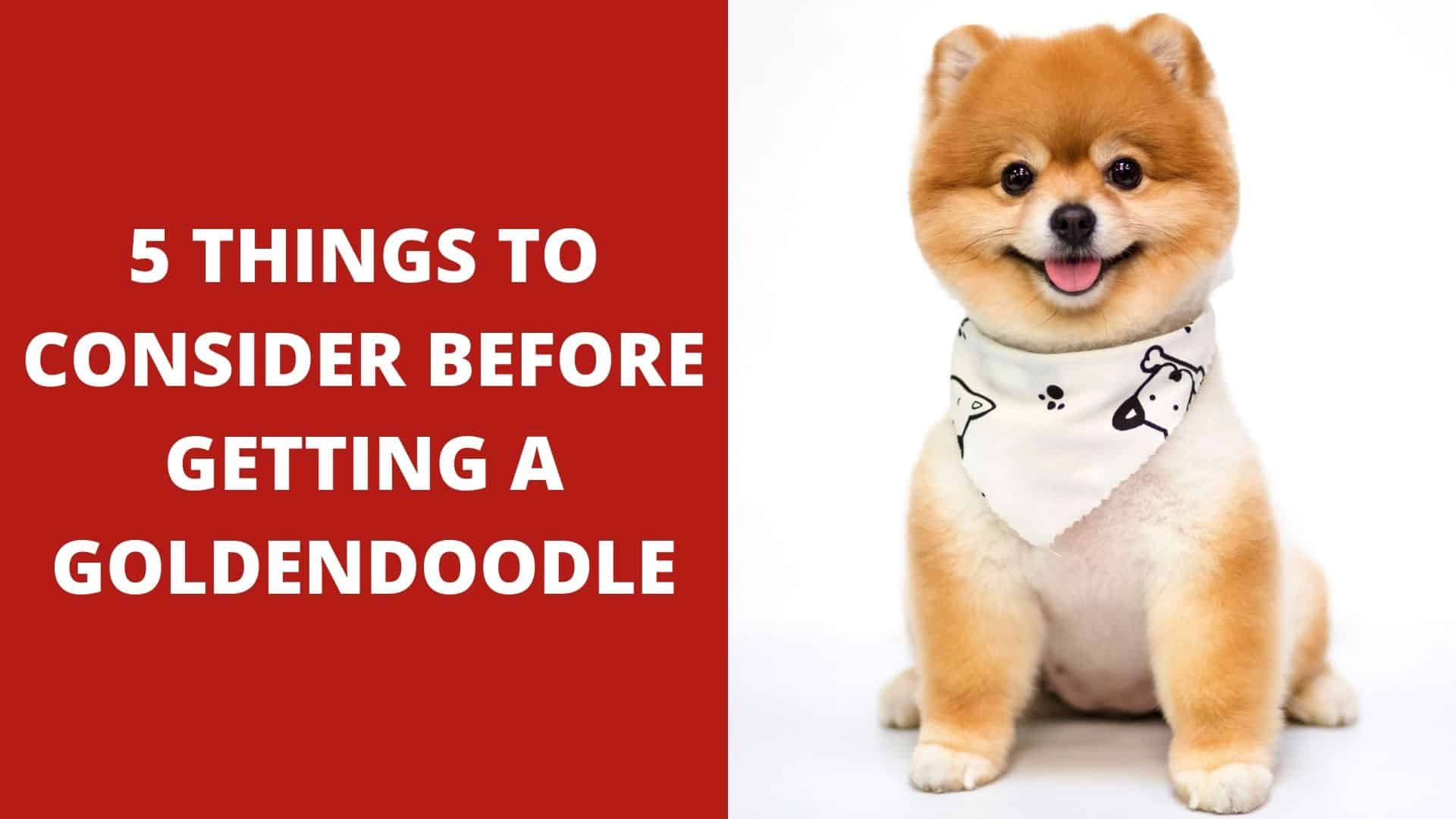 5 Things to Consider Before Getting a Goldendoodle