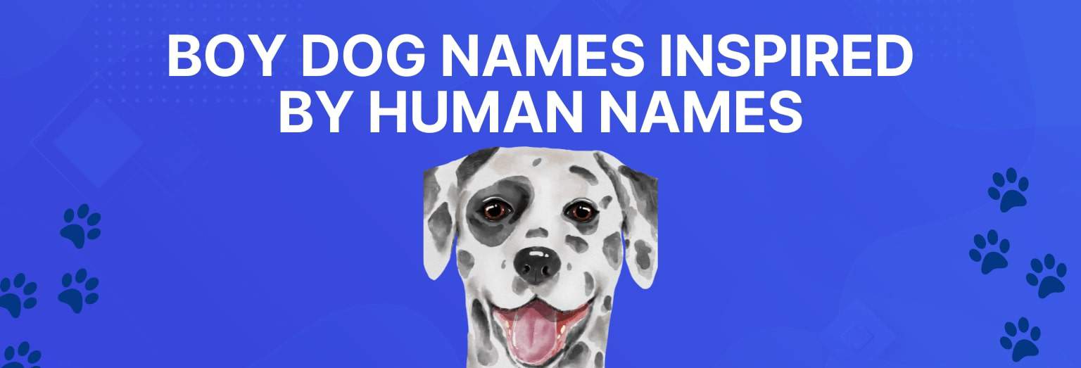 What Is A Good Name For A Boy Dog In Spanish